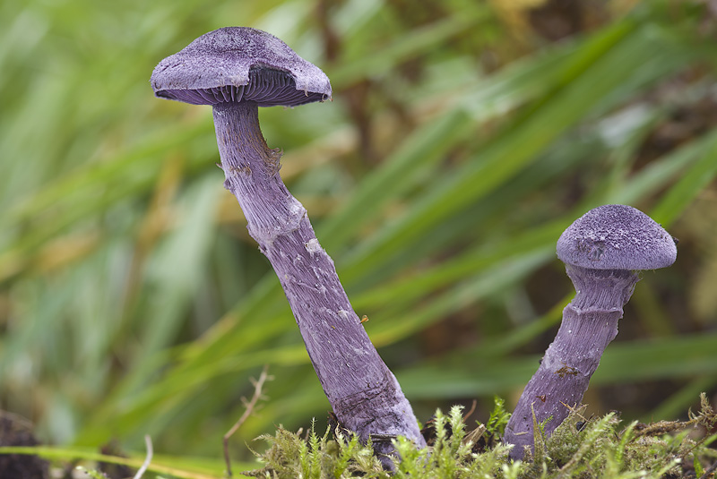 Cortinarius violaceus